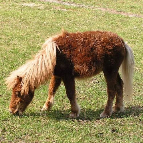 К чему снится пони. К чему снится пони лошадка. Карликовая лошадь 40 см. Маленький лошадь 4 букв. Карликовая лошадка фото.